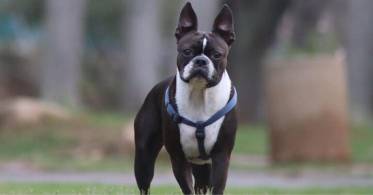 10 Traits That Make The Boston Terrier An Apartment Favorite