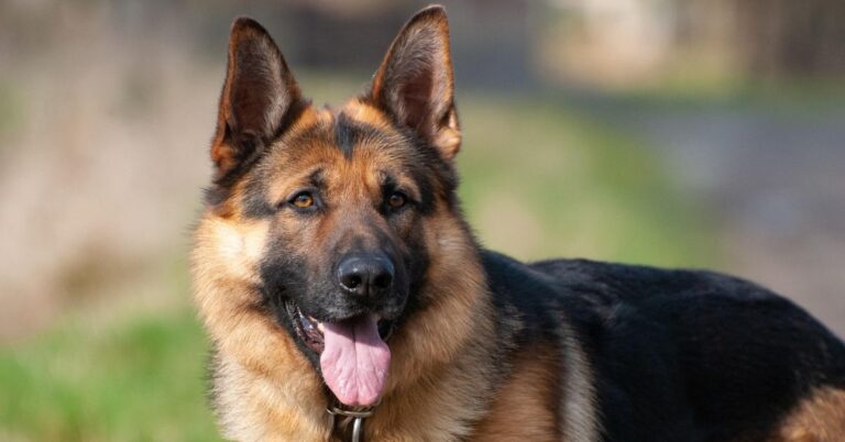 Think German Shepherds Are Dangerous? Read This Before You Decide