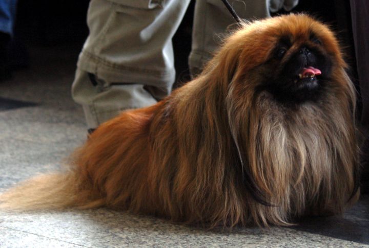 Red Pekingese