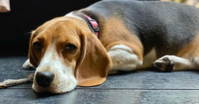 10 Most Difficult Dogs To Train Without Losing It