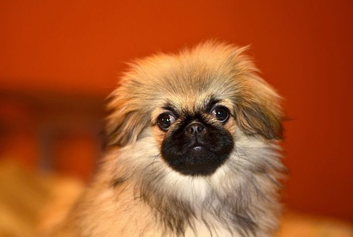 Tawny Pekingese
