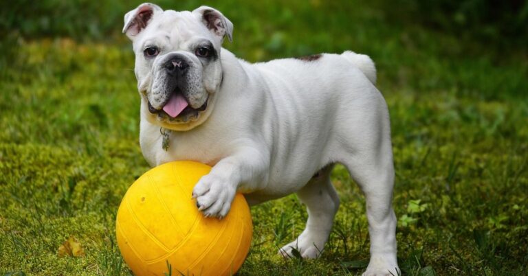 Stuck Inside? Here’s How to Keep Your Dog Busy and Happy