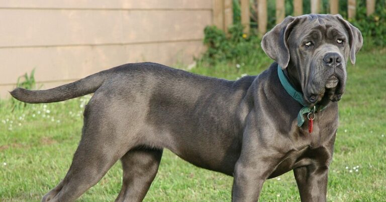 Meet The Neapolitan Mastiff, A Dog With Ancient Muscle And Modern Soul