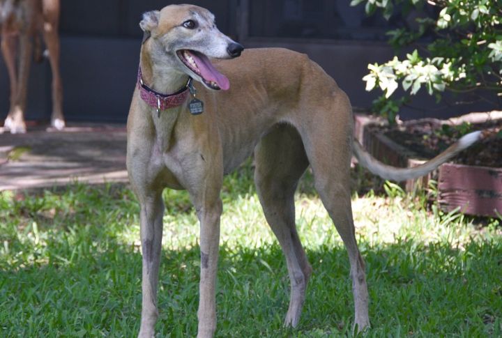 Libra: Greyhounds