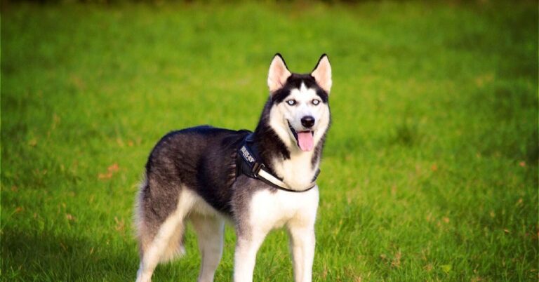 20 Dogs Known For Their Striking And Powerful Vocals