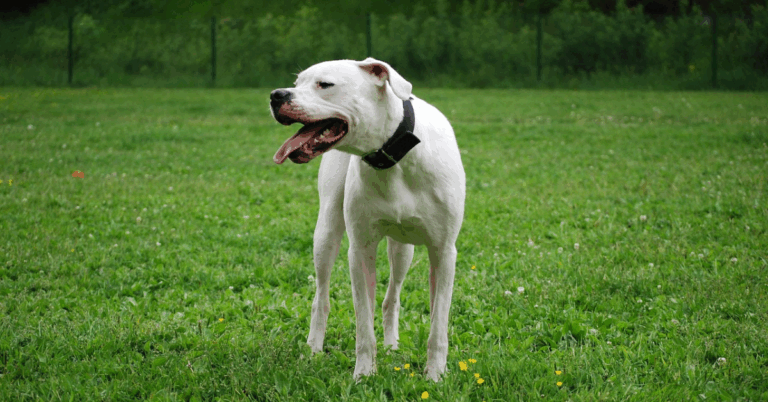 10 Native Dogs From South America