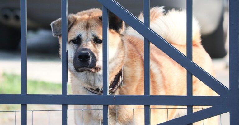 20 Smart Habits To Prevent Coyote Encounters With Pets