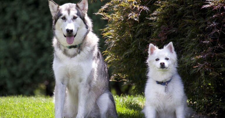 The Real Differences Between Huskies And Malamutes You Need To Know