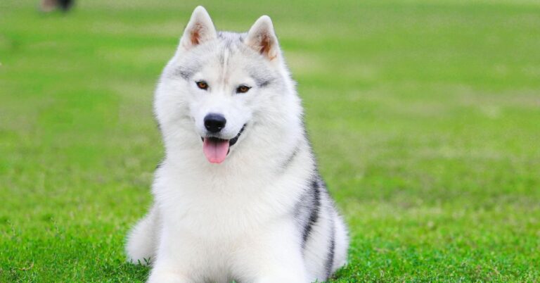 Strong-Willed Dog Breeds That March To The Beat Of Their Own Drum