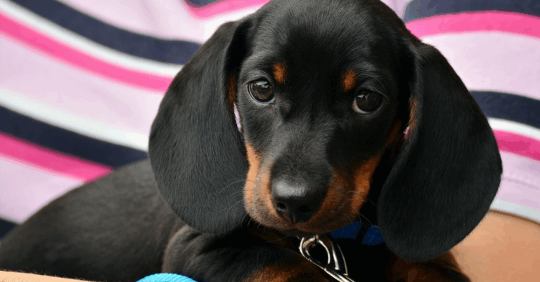 How Purebred Instincts Still Shape Your Dog’s Modern Life
