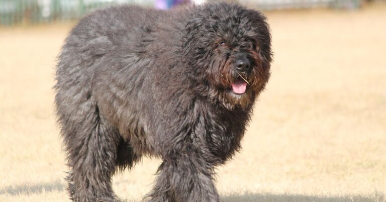 10 Core Qualities That Define The Bouvier Des Flandres Breed