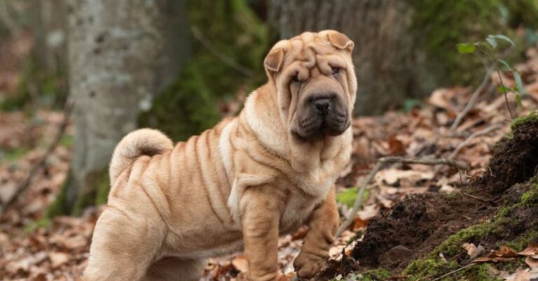 10 Things To Know About The Shar Pei’s Unique Temperament And Traits