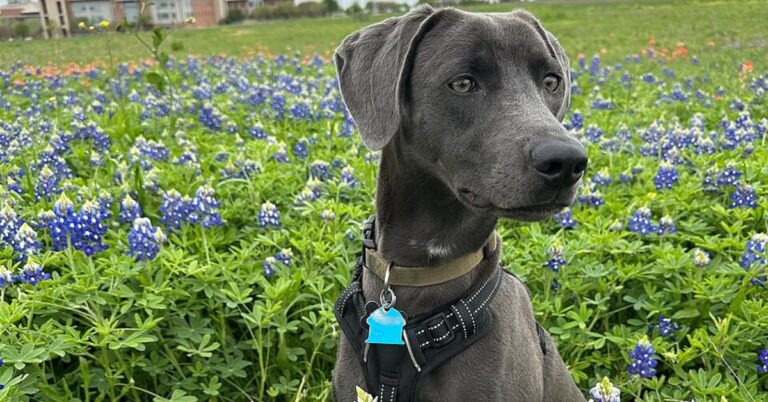 10 Rare Ranch Dogs That Shaped Life In The Early American West