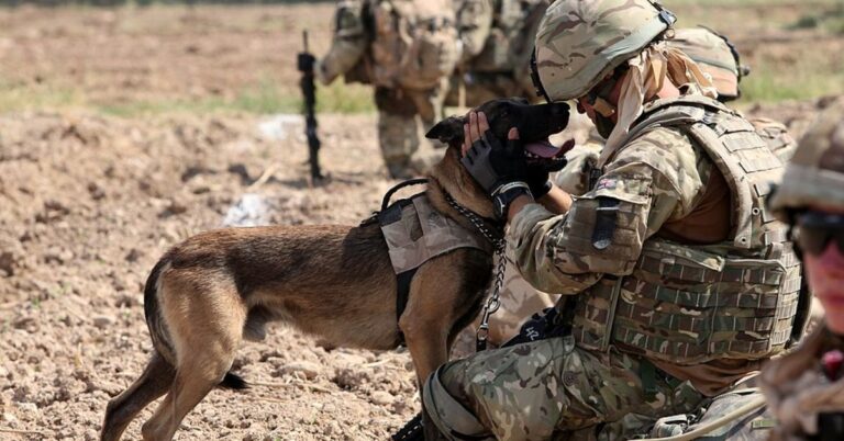 The Unsung Animal Heroes Who Helped Win the War