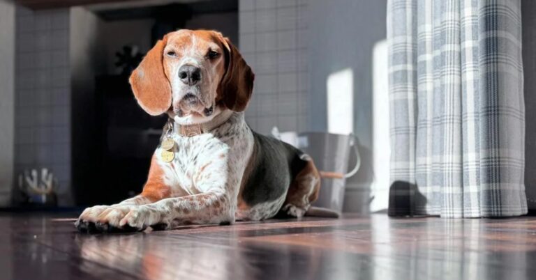 Why The American English Coonhound Hunter Stands Out