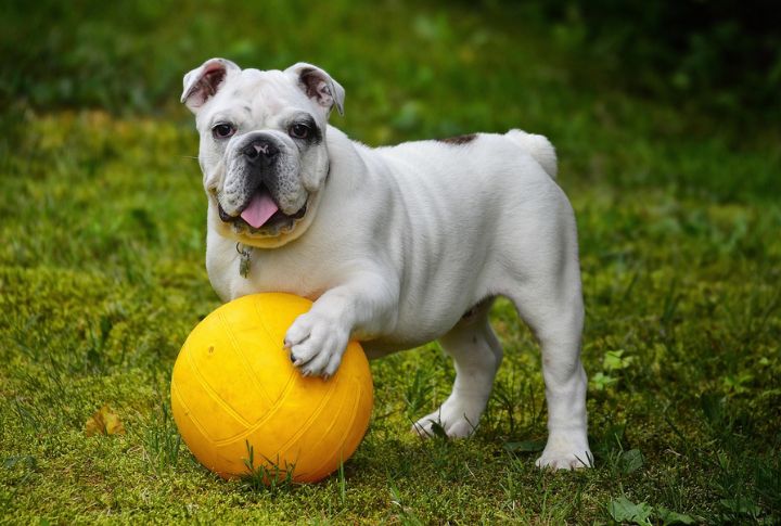 Taurus: Bulldog