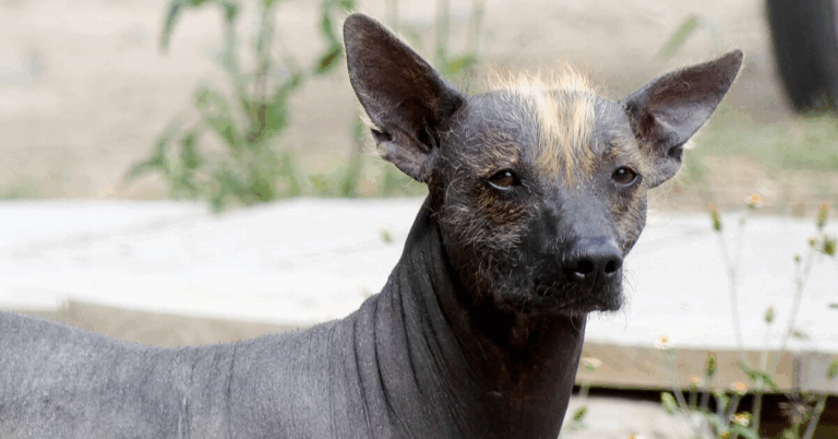10 Reasons The Xoloitzcuintli Stands Out Among Dog Breeds
