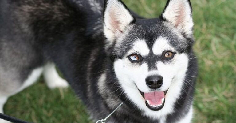 20 Hidden Truths About Living With An Alaskan Klee Kai