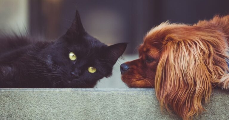 10 Friends That Can Make Life More Fun For Your Dog