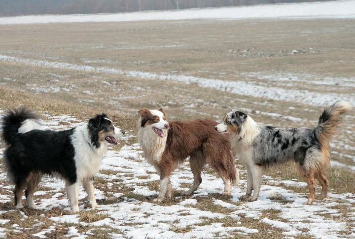 Coat Patterns