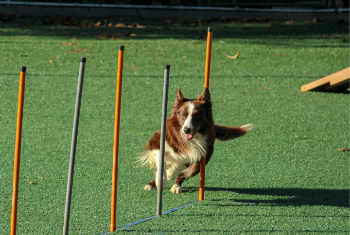 Training