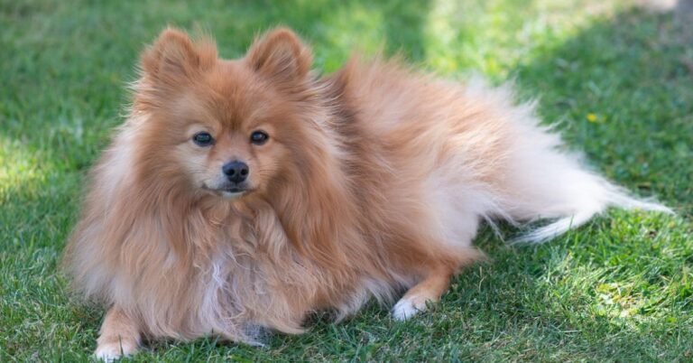 The Best German Dog Breeds That Will Steal Your Heart