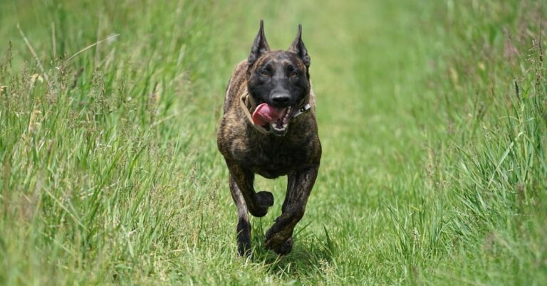 10 Impressive Facts About The Dutch Shepherd Breed