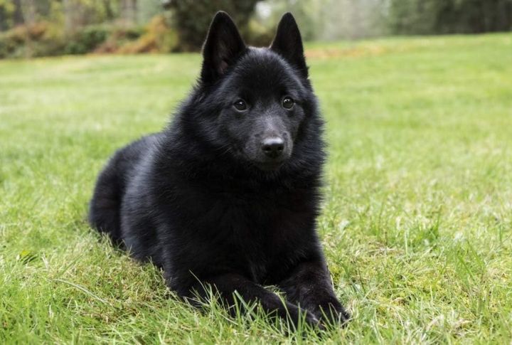 Structured Obedience Training