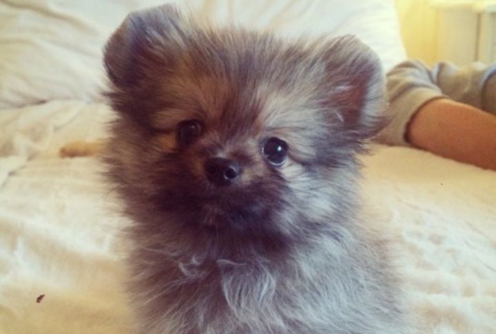 Should You Hire A Groomer?
