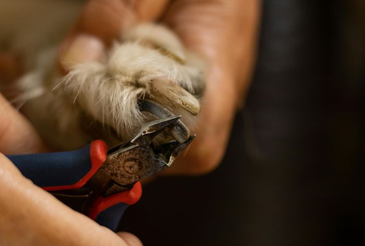Trim Those Nails
