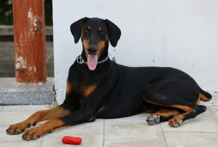Doberman Pinscher