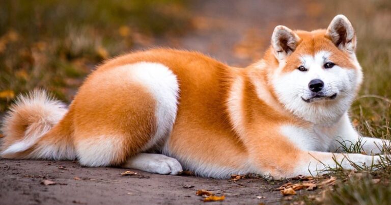 10 Powerful Dogs That Don’t Mix Well With Pocket-Sized Pets