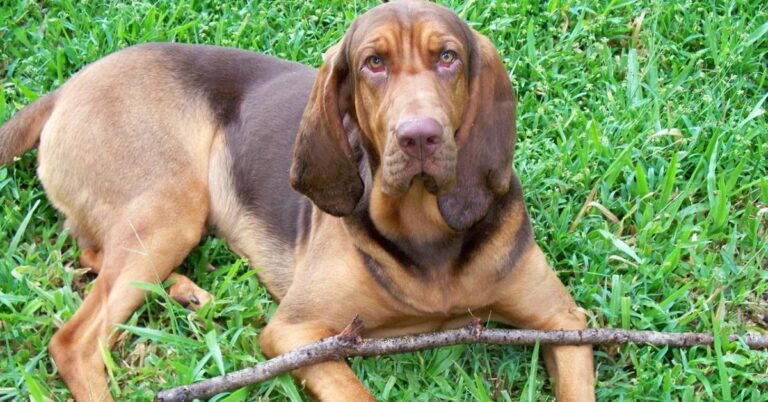 10 Facts That Make Bloodhounds One Of A Kind