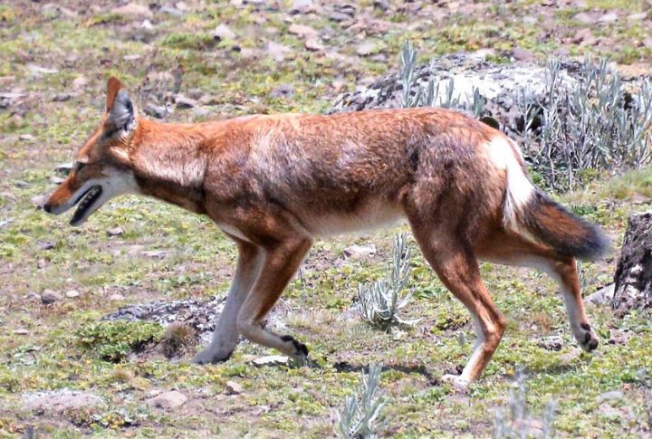 Diet Dominated By Rodents