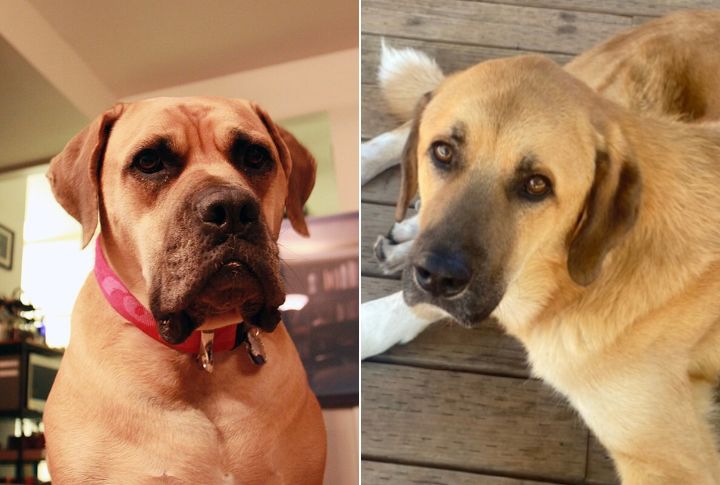 Legal Restrictions That Affect Breed Ownership