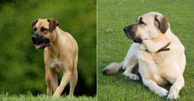10 Distinct Traits That Separate The Boerboel From The Anatolian Shepherd