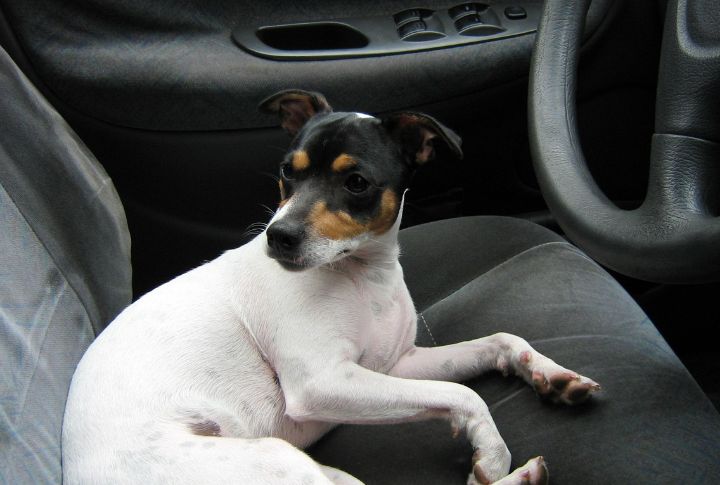 Chilean Terrier
