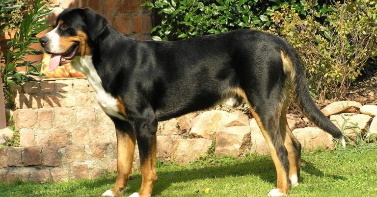 20 Unique Qualities Of Greater Swiss Mountain Dogs