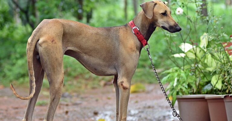 10 Indie Dog Breeds That Deserve More Attention