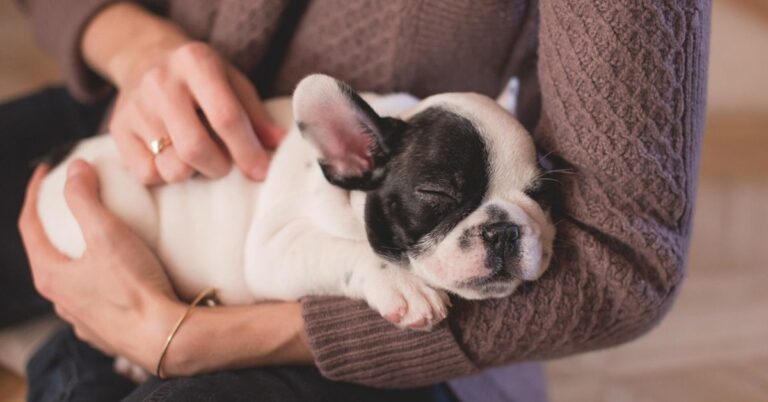 20 Dogs Whose Snoring Sounds Are Anything But Peaceful