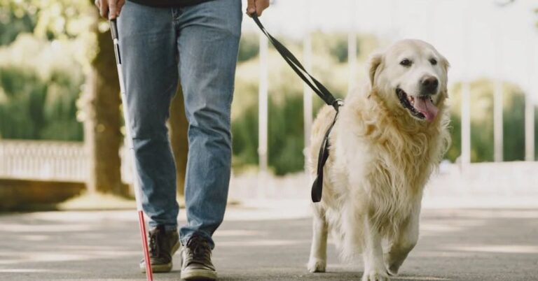 10 Essential Facts Every Service Dog Owner Should Know