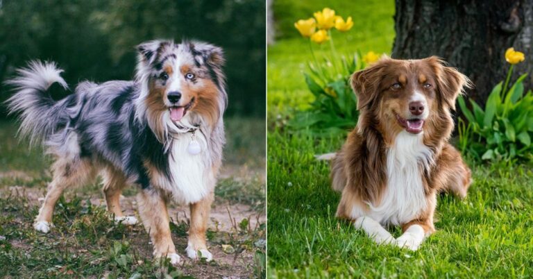How To Tell Mini American And Aussie Shepherds Apart