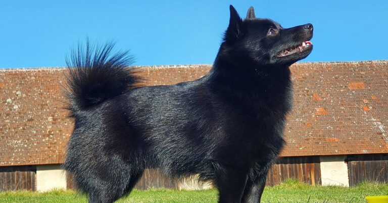 How To Meet Your Schipperke’s Unique Needs