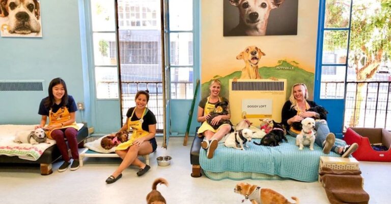 10 Dog Shelters That Treat Rescue Like A Mission