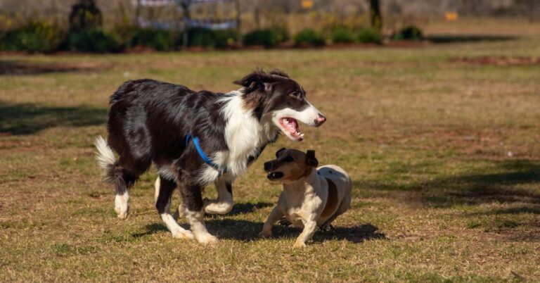 10 Ways To Make Alone Time Easier On Your Pet