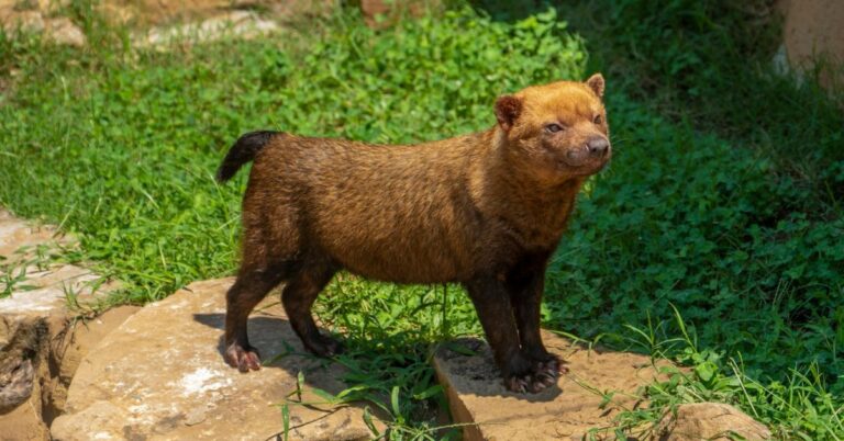 The Bush Dog Lives On Despite Its Rarity