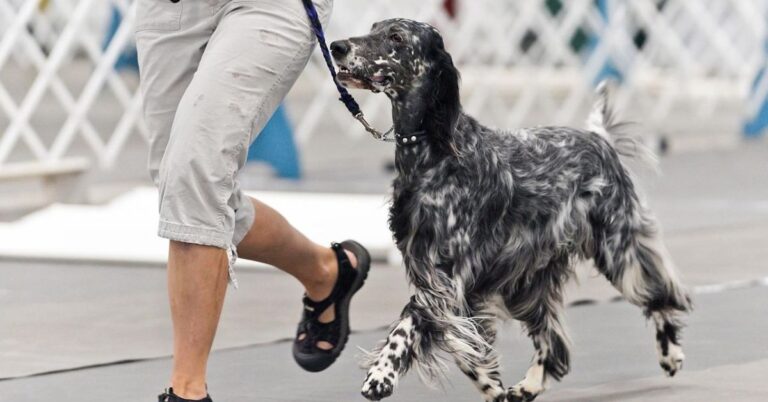 10 Must-Know Facts About The Remarkable English Setter