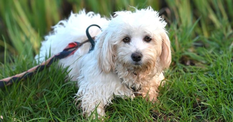 10 Ways The Havanese Stands Out As A Family Companion