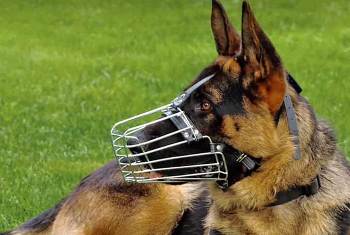 Muzzles Are Only for Aggressive Dogs