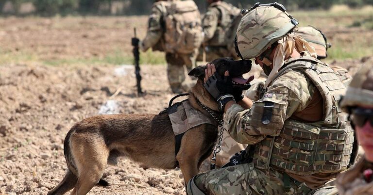 10 Ways Dogs Help Veterans Heal From PTSD